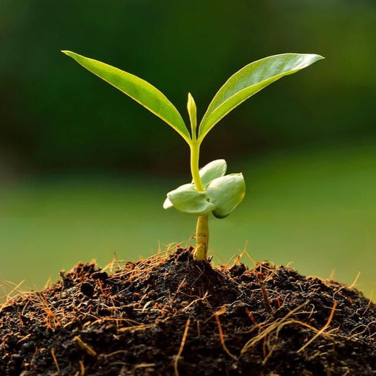 Persönlicher Baum inkl. Zertifikat